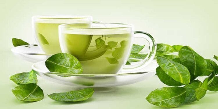 Cocoa, green tea could help counter effects of high-fat food: Study