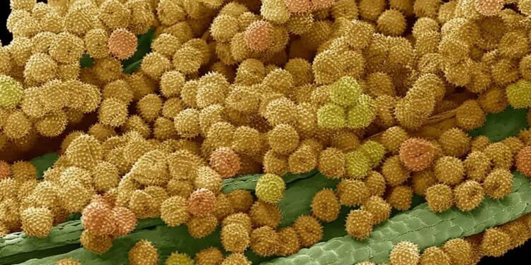 Can we treat autoimmune disease with ‘inverse’ vaccines?