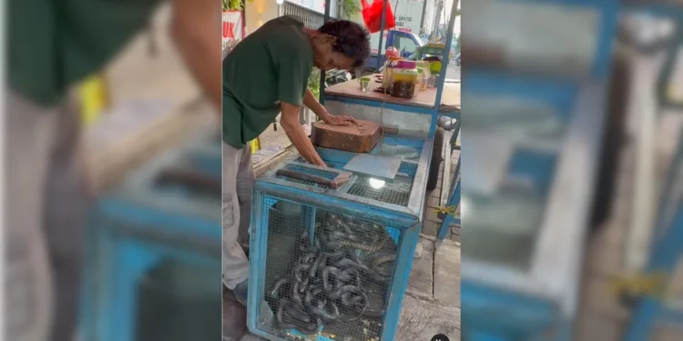 “Snake As A Snack”? Indian Vloggers Discovery In Indonesia Has Shocked The Internet
