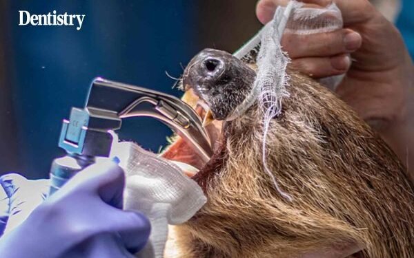 In pictures: sloth undergoes endodontic dental treatment at zoo