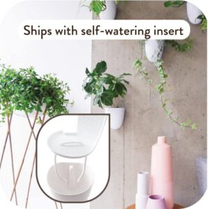 PlantPod Luxe - Self-Watering Wall Planters (Set of 6) - Easy to Water and Install - Lightweight - Design Your Own Vertical Garden - Wall Planters for Indoor Plants - Image 3
